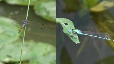 Ancient aerial hunters: What dragonflies reveal about Delhi’s fragile wetlands