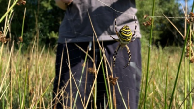 A brightly striped wasp spider has been recorded in Cheshire for the first time; Chester Zoo says the harmless species is moving north as warming reshapes where British wildlife can survive