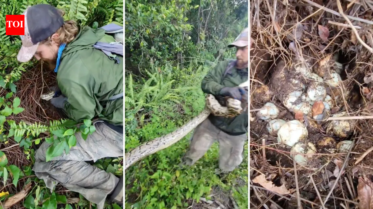 Florida crew found a python guarding a huge egg clutch; both were removed