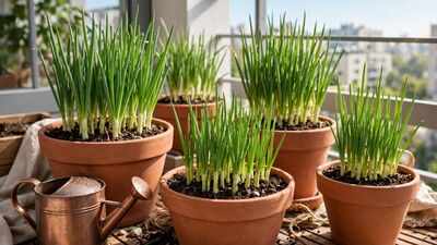 6 simple tips to grow onions at home in pots, containers and small garden spaces