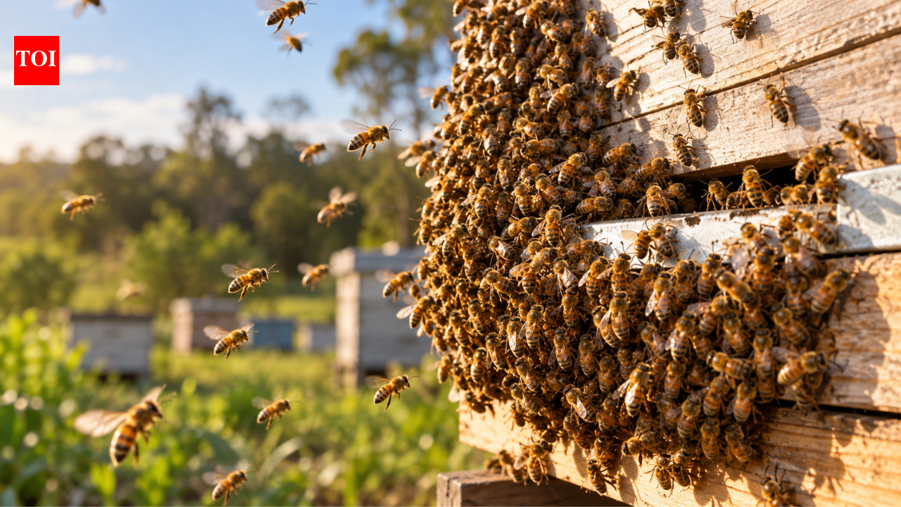 800,000 bees stolen in Australia; thieves left honey and took colonies