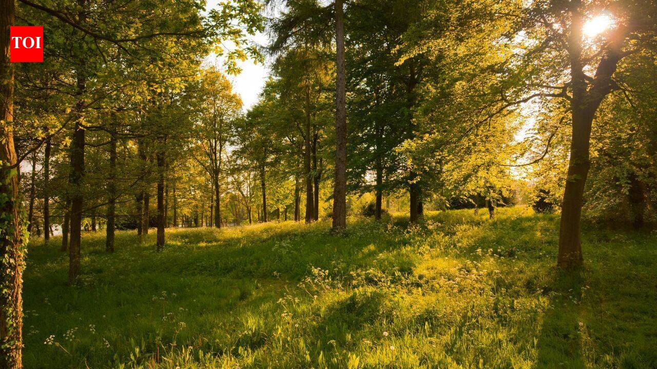 Chicago couple preserved 126 acres in Illinois for decades; now it’s becoming a public preserve