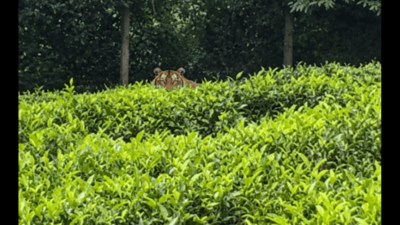 AI-generated tiger photos, videos create panic among Coonoor residents
