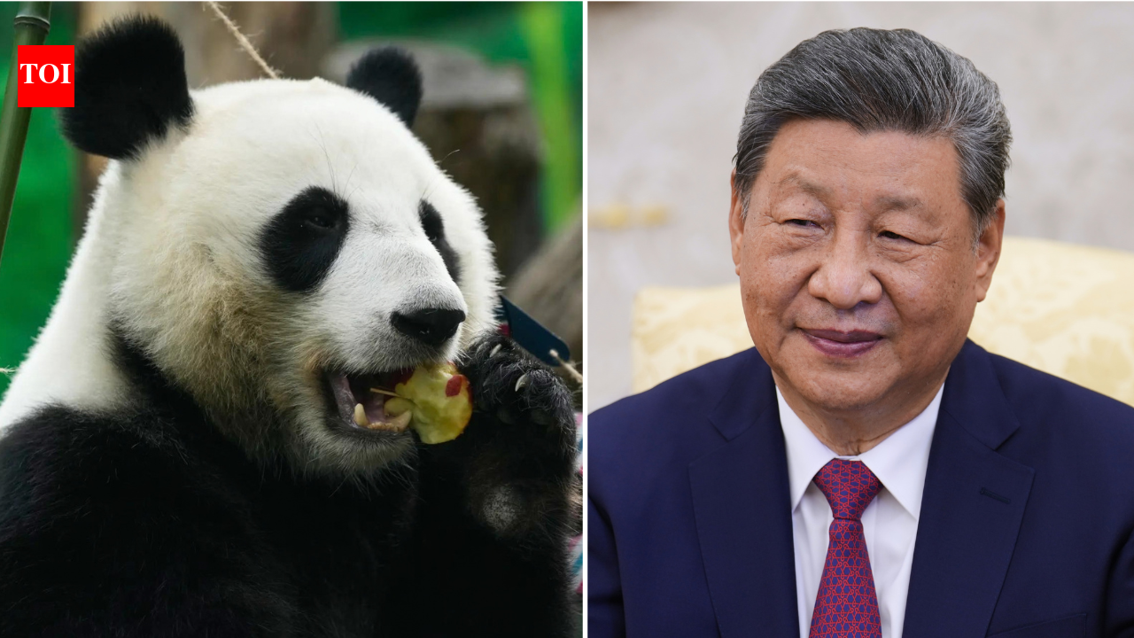 Panda diplomacy: Xi announces 2 giant pandas for Atlanta zoo in US
