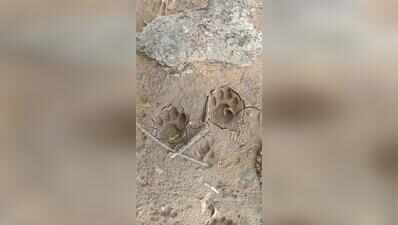 Leopard finds permanent address on Ahmedabad’s outskirts