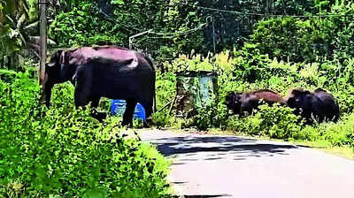Chhattisgarh: Tusker found dead in Jashpur forest range, cause under probe