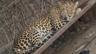 Leopard kills 32-year-old woman in UP's Bahraich, 4th fatal attack in a month