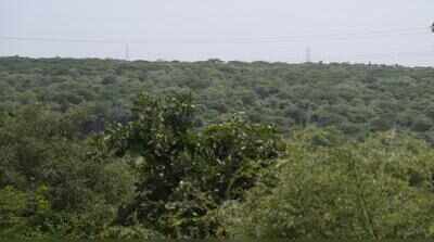 SC leaves decisions on identifying forests in states to HCs