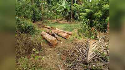 Forest dept foils bid to smuggle teak logs felled illegally at Avedem