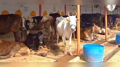 Marriages at cow shelters to drive self-reliance