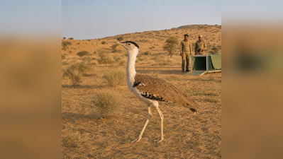 Raj to release captive-bred GIBs in Thar during wildlife week