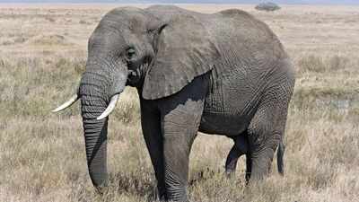 Tanzania planted 100,000 native trees along an elephant corridor; the 1,000 animals now have a route from savanna to rainforest