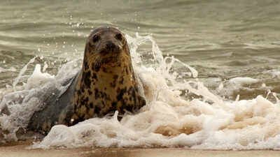 A Norfolk seal was rescued with 4 kilograms of fishing debris wrapped around her neck; the material had cut a 3-inch-deep wound and she now faces months of rehabilitation if she survives