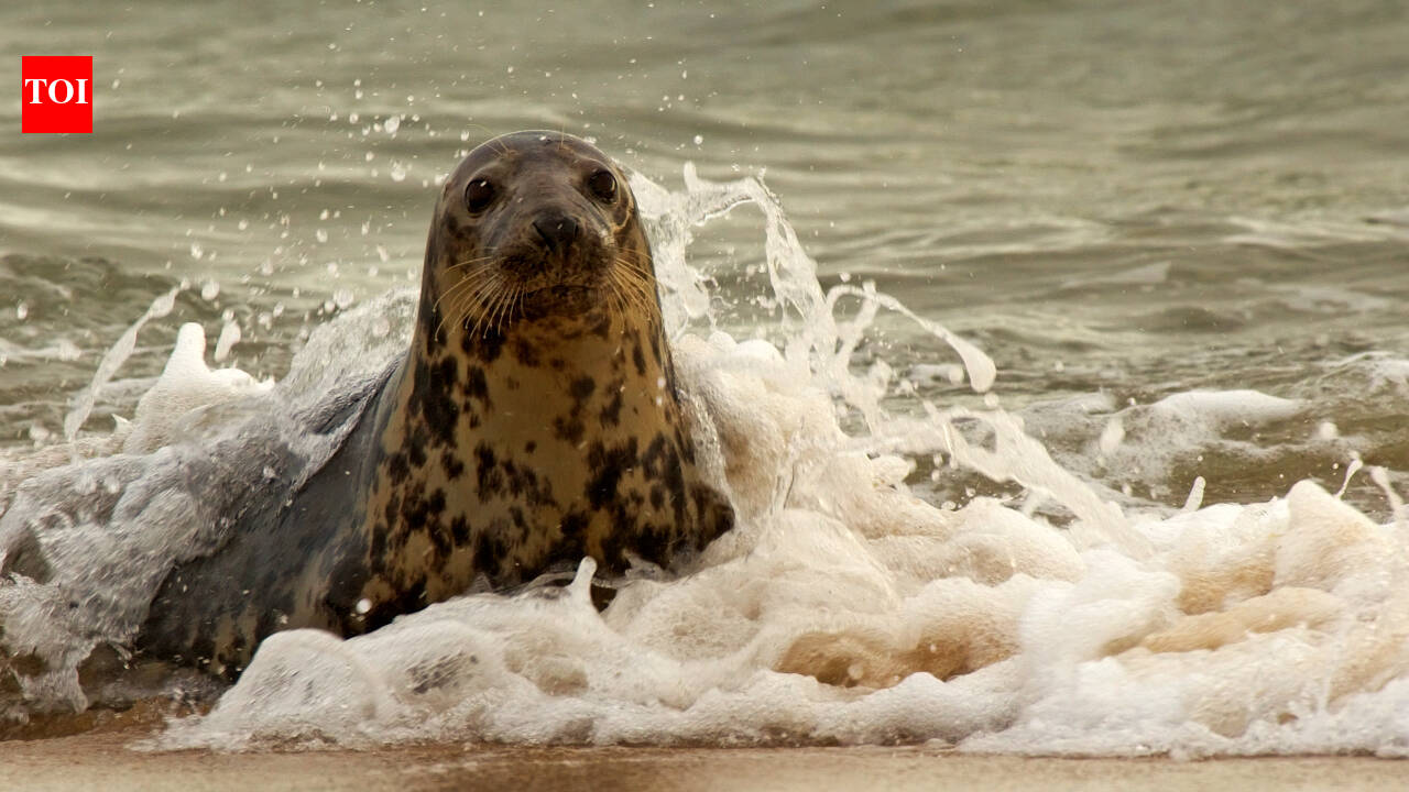 Norfolk seal rescued with 4kg debris around neck faces months of rehabilitation