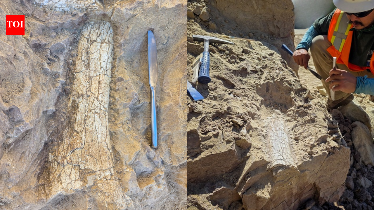 California crews uncover possible 45-million-year-old ‘thunder beast’ fossils in Oceanside