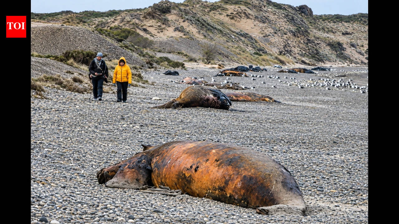 Bacteria suspected in deaths of hundreds of baby whales off Argentina as calf deaths rise in Patagonia
