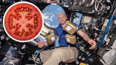 In 1984, NASA sent 12.5 million tomato seeds to space; in 1990 they had to be brought back to Earth and were planted across 40,000 schools in 40 countries