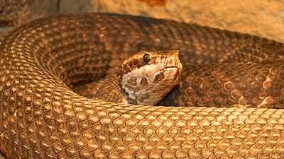 Oklahoma is home to seven venomous snakes, from Prairie Rattlesnakes and Copperheads to Western Cottonmouths, each with distinct habitats and markings