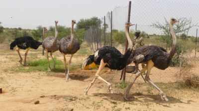 Niger releases 8 North African ostriches into the wild after the species disappeared from the country; the last wild birds vanished in 2004