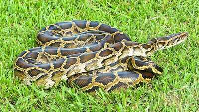 Scientists developed a DNA test for four invasive snakes in Florida; Burmese python DNA was detected in water five minutes after exposure