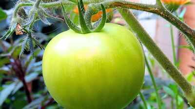 How to ripen green tomatoes indoors and avoid mistakes that can slow the process