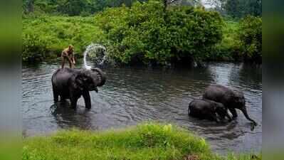 Manas nat’l park to welcome visitors from Oct 2