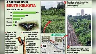 Residents bemoan loss of Chetla urban forest patch