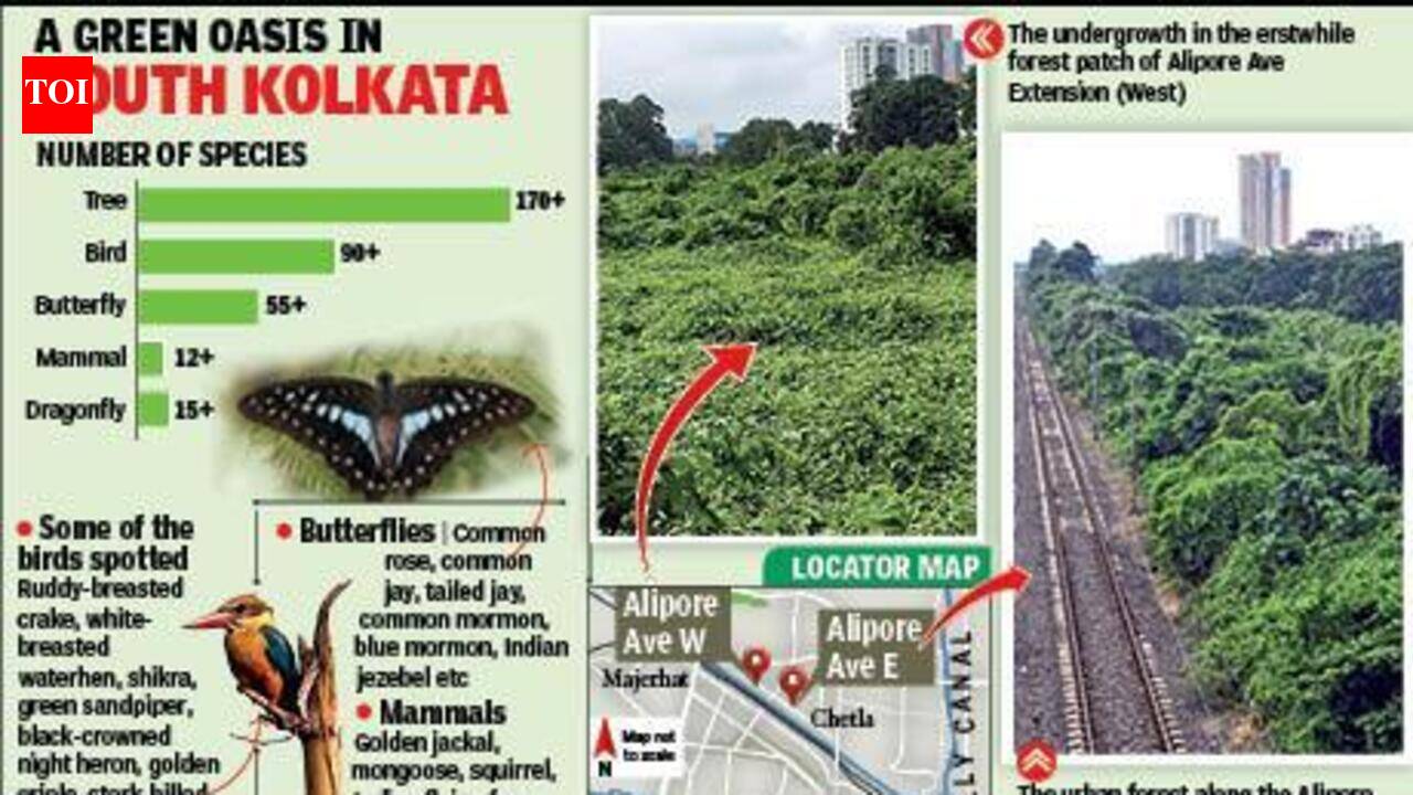 Residents bemoan loss of Alipore urban forest patch