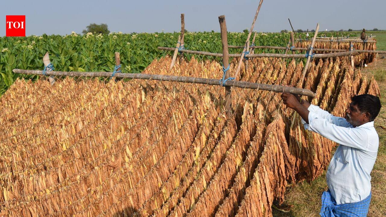 Rs 226 crore relief for AP tobacco growers as Centre waives charges