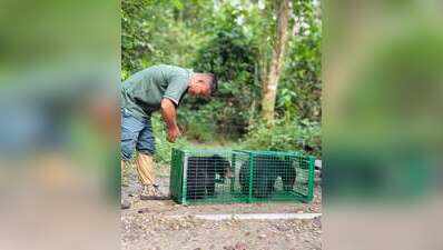 3 Asiatic black bear cubs rescued in Arunachal begin journey back to wild