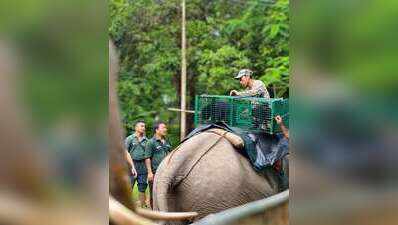 3 Asiatic black bear cubs rescued in Arunachal begin journey back to wild