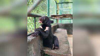 3 Asiatic black bear cubs rescued in Arunachal begin journey back to wild