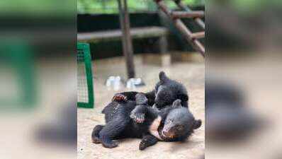 3 Asiatic black bear cubs rescued in Arunachal begin journey back to wild