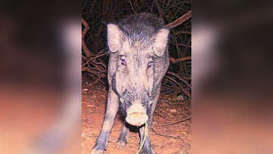 Two get 2-year jail for keeping 20 wild boars in Mohali