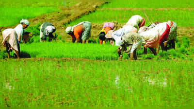 Cabinet approves farmer organisation policy, to be in force until March 2031