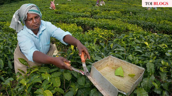 Food fables – How Turkey shows that Indian tea’s future might be black