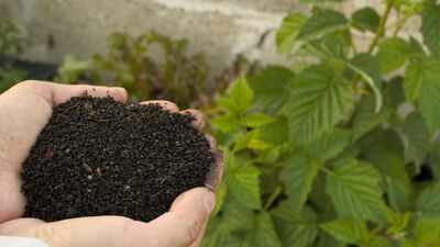 5 Homemade fertilizers that will add new life to your plants