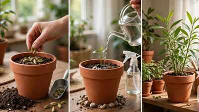 How to grow cardamom in a pot at home with simple steps and mistakes to avoid