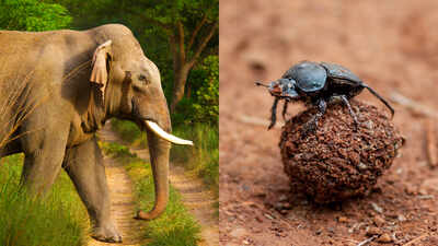 Scientists excluded elephants from East African savanna plots for 15 years; dung beetle numbers fell 67%, biomass dropped 51% and species richness declined 23%, revealing how elephants sustain an insect network