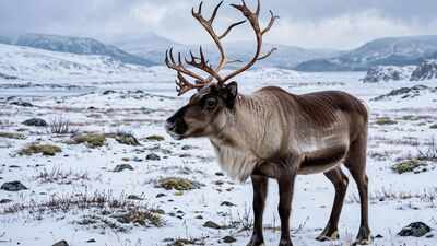 Why reindeer eyes turn deep blue in winter and how it helps them see in Arctic twilight