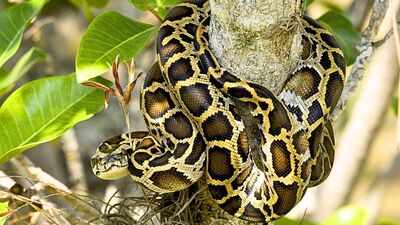 Burmese pythons are climbing trees in southern Florida,  scientists reveal a surprising difference between adults and juveniles