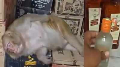 Watch: Pregnant monkey drinks vodka, sleeps on boxes inside liquor shop