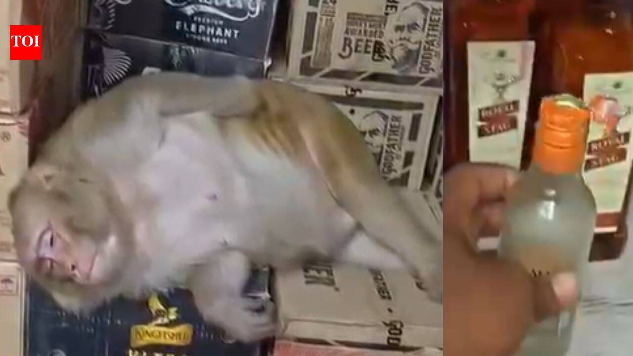 Watch: Pregnant monkey drinks vodka, sleeps on boxes inside liquor shop