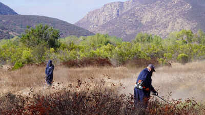 San Diego crews removed more than 60 tons of dried brush and invasive plants from 750+ acres of Mission Trails; the work targets wildfire fuel in a park where the 2003 Cedar Fire burned about 2,800 acres