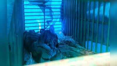 Rescued tiger cub devours 2.5kg  meat in Similipal, shows signs of recovery