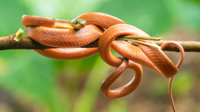 Guam had a population of three million invasive brown snakes; then US dropped 2,000 mice stuffed with paracetamol in a $8M operation to curb the population