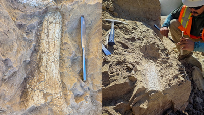 California construction workers uncover 40-million-year-old fossils; they could belong to extinct 'thunder beast' or 'swamp rhino'