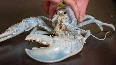 Meet Casper: The rare white ‘ghost’ lobster found in 1 in 100 million now has a new home in Maine; scientists are studying its unusual color by analyzing more than 15,000 genes