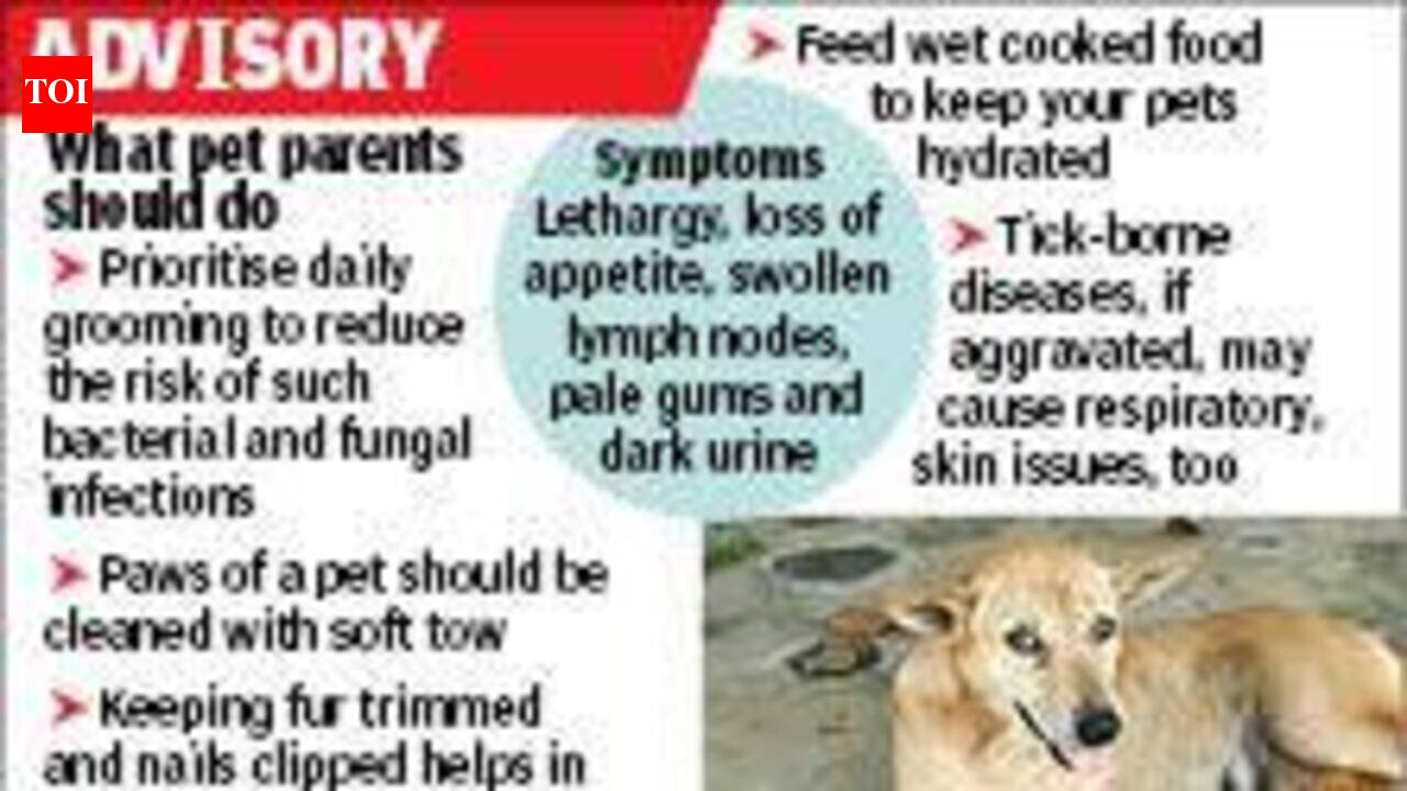 Pets battle tick uptick in rainy season