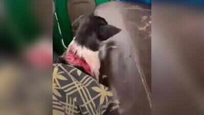 Man shoots puppy with air gun in Karnataka, then apologises